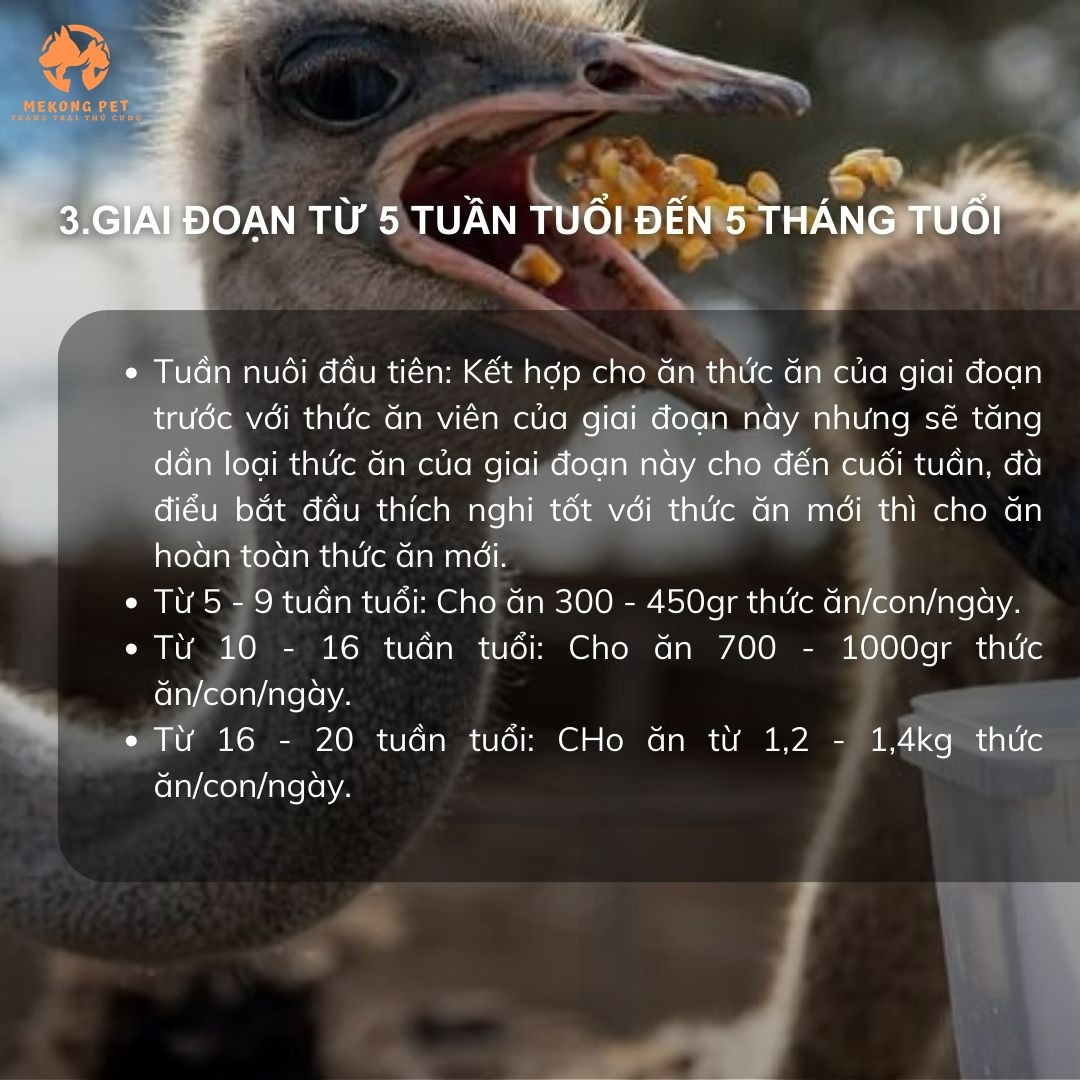 Giai đoạn này đà điều tăng trưởng nhanh chóng về ngoại hình, cân nặng, đồ ăn cần tăng về khối lượng và chất lượng.